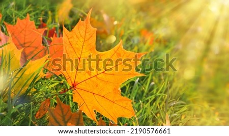 First Autumn Leaves on green grass in park. Autumn scene with falled leaves in sunny day. Colorful maple leaves. Banner