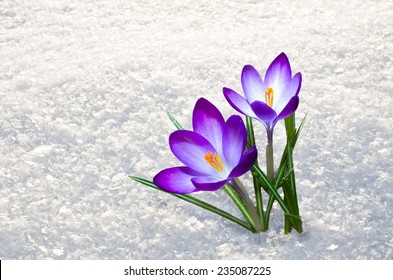 Snow Flowers Images Stock Photos Vectors Shutterstock