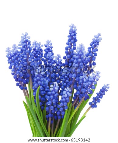 First blue Springs flowers 