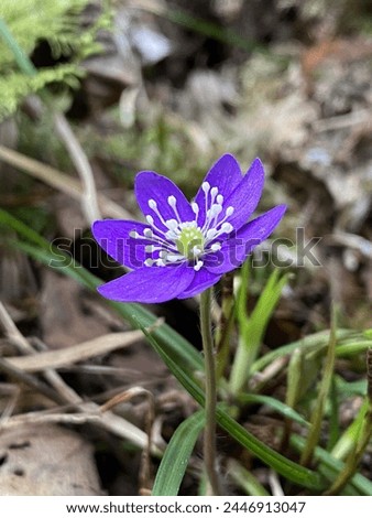 First bright blue liverwort Anemone hepatica blossons in early spring forest