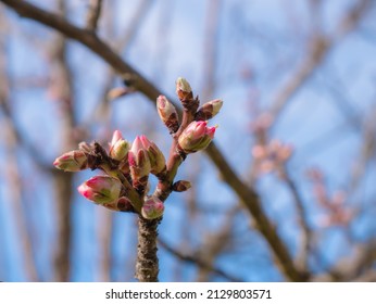 The first buds of an almond tree (Prunus dulcis) begin to open on the branches in early spring to create their characteristic beautiful flowers and branches and blue sky in the background - Shutterstock ID 2129803571