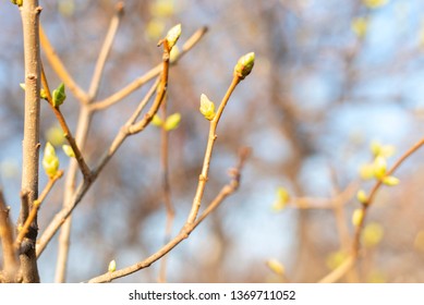 first buds on trees in spring. selective focus. 