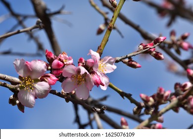 First buds with white and pink flowers in the almond trees of Andalucia (Spain) - Shutterstock ID 1625076109