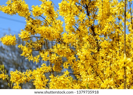 Similar – Golden Spring Colour photo