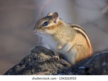 First Chipmunk Out Of Hibernation