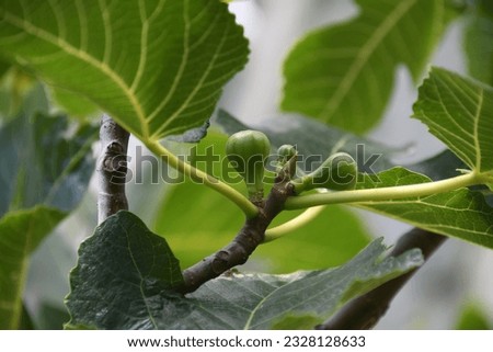 the first delicate fig leaves and small figs on a fig tree, Alicante Province, Costa Blanca, Spain
