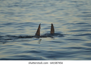 First Dorsal Caudal Fin Great White Stock Photo 641587456 | Shutterstock