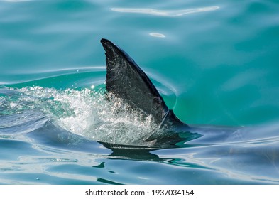 First dorsal fin of a great white shark - Shutterstock ID 1937034154