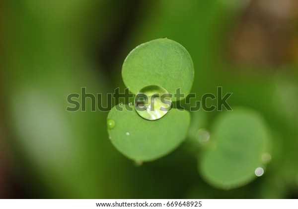 First Drop Water Droplet Hydrophobic Nature Stock Photo Edit Now