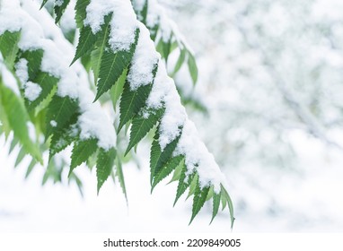 First early snow in autumn. Tree branches with green leaves covered with snow - Powered by Shutterstock