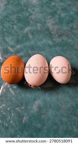 the first egg from my backyard white leghorn chicken