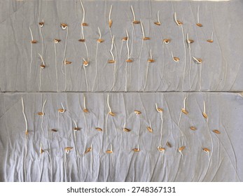 First evaluation of germination test of paddy (Oryza sativa) seeds with between paper method.