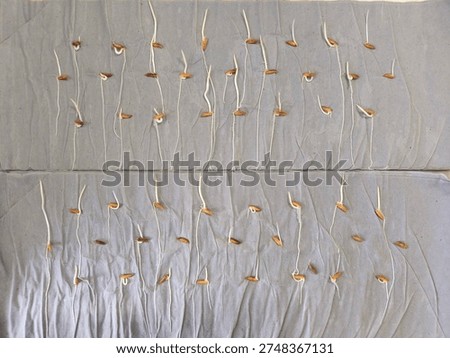 First evaluation of germination test of paddy (Oryza sativa) seeds with between paper method.