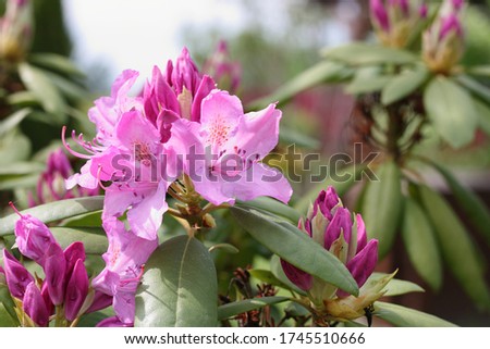 The first flowers of rhododendron in late spring
