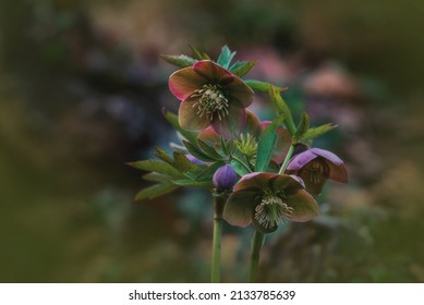  First Flowers In Springtime: Eranthis Hyemalis. Eranthis Hyemalis Is A Plant Found In Europe, Which Belongs To The Family Ranunculaceae. The Plant Is Small, It Has Large, Yellow, Cup-shaped Flowers.