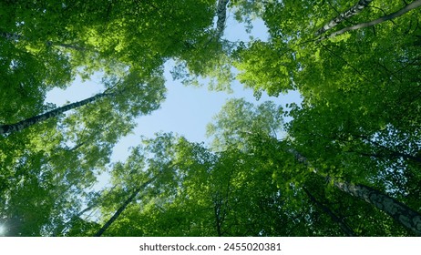 First foliage on the tree crowns in deciduous forest by spring. View tall trees from bottom to top. Rotation. - Powered by Shutterstock