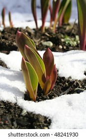 First fresh seedlings of tulip growing through last snow of spring