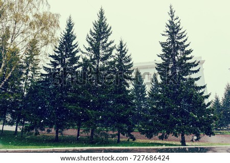 The first frost in the fall. Snowfall on the background of green trees. Bad weather.
