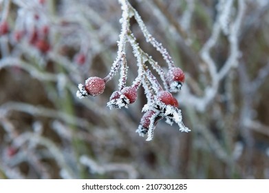 First frost, rose hip in winter