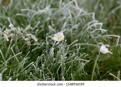 First Garden Frost, Frozen Leaves And Flowers Closeup.