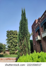 At First Glance It Looks Like Cypress But In Fact It Is Not

Girls Hostel At Islamic University