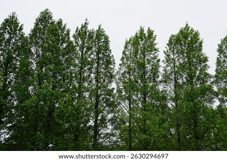 At first glance, the trees appear to be arranged irregularly, but can you notice the mathematical order within them?