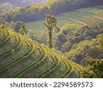 First golden sunrays illuminating picturesque vineyards with thriving grapevines. Beautiful glimpse of eye-catching wine countryside with amazingly aligned vine trellises on hillsides in morning sun.