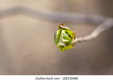 The First Green Leaves Are Dismissed In The Early Spring