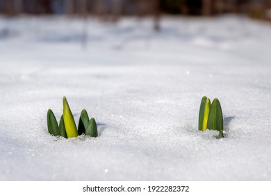 First green sprouts of tulips breaking through white snow with beginning of spring