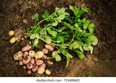 The first harvest of young potatoes harvested on their backyard in early summer by beginning farmers - Shutterstock ID 715408681