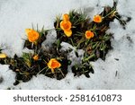 The first hints of spring when the yellow crocus blossom pushes through the snow. 