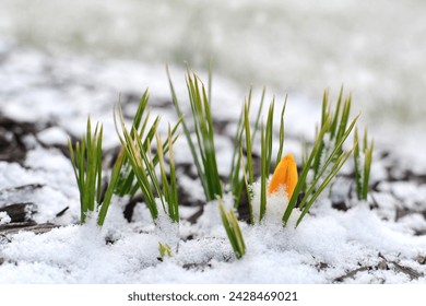 The first hints of spring when the yellow crocus blossom pushes through the snow.