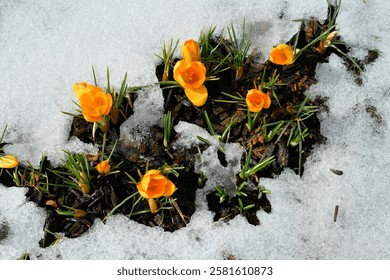 The first hints of spring when the yellow crocus blossom pushes through the snow. 