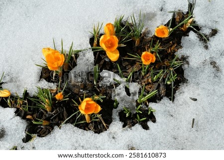 The first hints of spring when the yellow crocus blossom pushes through the snow. 