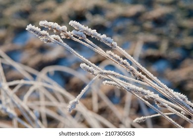 First hoar frost in wintertime, sunny day 