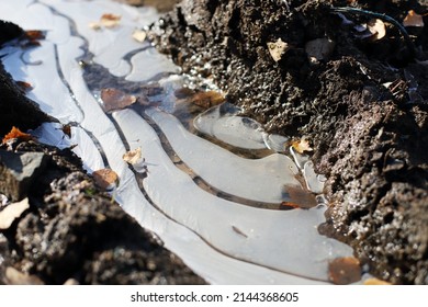 The First Ice. The First Frosts. A Thin Layer Of Ice On A Puddle. Autumn.