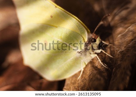 The first insect to wake up after winter is small, beautiful, bright, yellow, lemon-colored butterfly, Gonepteryx rhamni sitting on rotten brown autumn leaves and basking in the sun in a spring park.