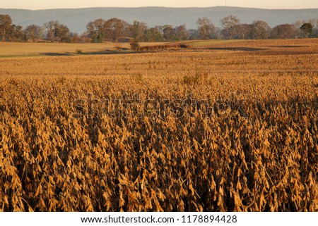 First light illuminates soybean fields on a Walkersville farm in mid October