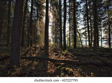 First light peering through the forest in Saskatchewan Canada