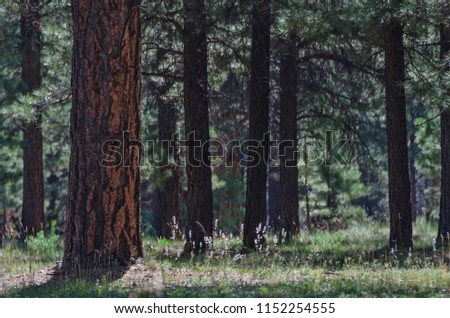 First light of a summer morning reaches into the shadows of a Ponderosa Pine forest and sets needles and tall grasses to glow