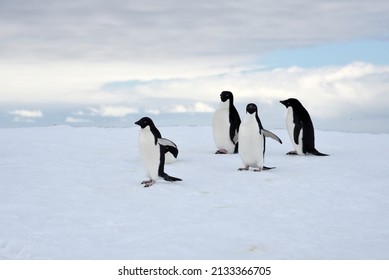 First Man Out In The Sea, Penguins In Antartica