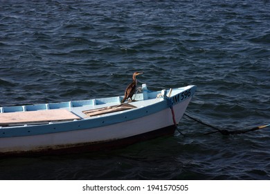 First Mate At The Little Boat