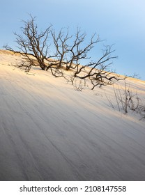 First Morning Light On Trees Growing Out Of Snowy Lake Michigan Indiana Sand Dunes