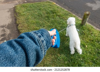 First Person Perspective Of A Hand Holding A Retractable Dog Lead, Walking A Small White Dog.