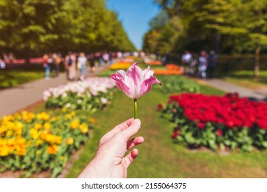 First Person Perspective On Male Hand Holding A Tulip At Keukenhof Gardens In Lisse, The Netherlands, Focus Was On The Foreground. Keukenhof Is One Of The World's Largest Flower Gardens