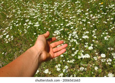 First person shots of the hand reaches for flowers like nature's desire.