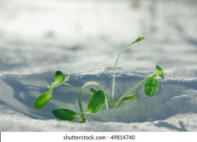 first plants of spring in sun beams
