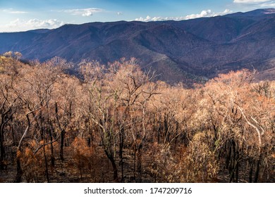 First Plants Start To Grow Again In A Forest In The Snowy Mountains, Burnt Down During The Bush Fires In Australia. Nature Comes Back To Life.