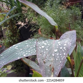 The First Rains. A Magic Moment