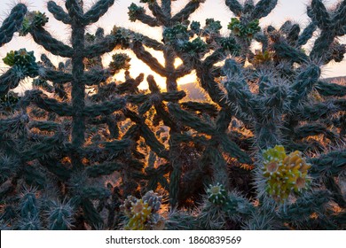 The first rays of the rising sun behind cholla cactus in Santa Fe County, New Mexico